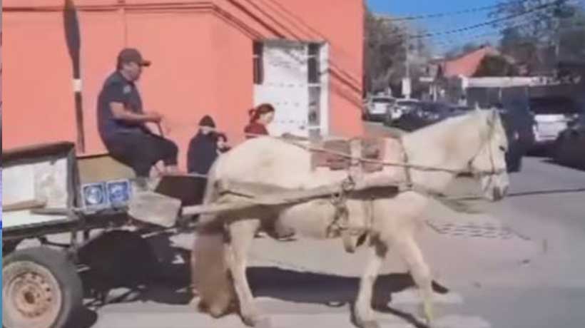 [VIDEO] Anuncian investigación por maltrato a caballo en Villa Alemana: “¡Desgraciado!”