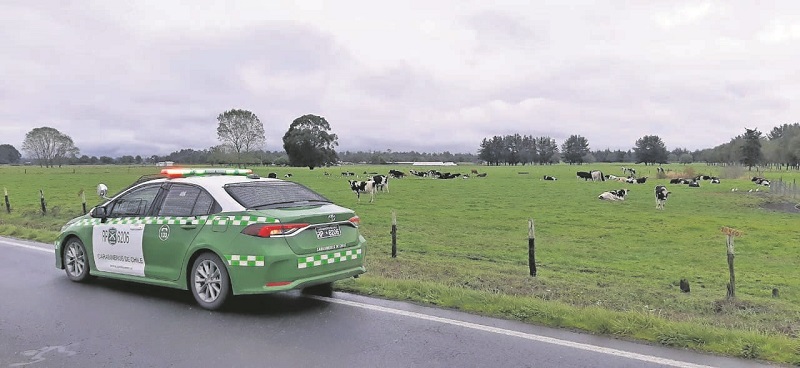 Los Ríos: un 23,6% disminuyeron los delitos de abigeato en el primer trimestre Los Ríos: un 23,6% disminuyeron los delitos de abigeato en el primer trimestre