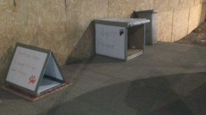Construyen casas para perros abandonados tras demolición del terminal de La Ligua: “Son súper cariñosos” Construyen casas para perros abandonados tras demolición del terminal de La Ligua: “Son súper cariñosos”