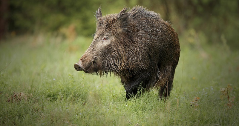 Eliminan 84 kilos de carne de jabalí en Mariquina por riesgo de triquinosis Eliminan 84 kilos de carne de jabalí en Mariquina por riesgo de triquinosis