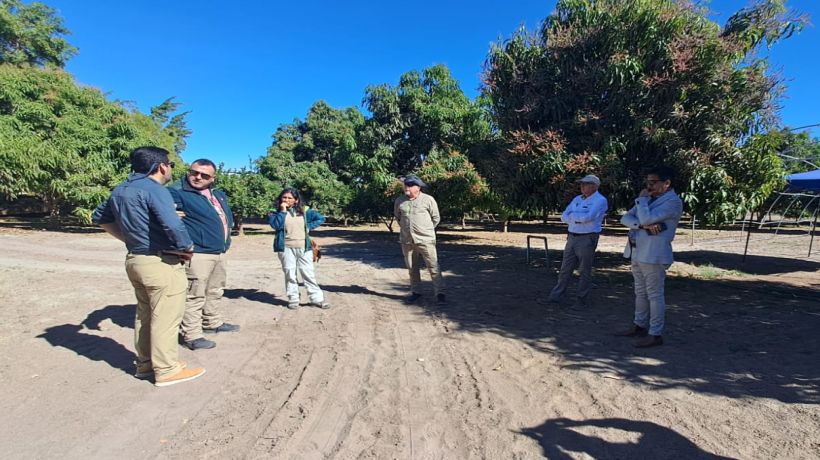 Detectan ejemplares de mosca de la fruta y SAG Tarapacá inicia campaña de erradicación en Pica Detectan ejemplares de mosca de la fruta y SAG Tarapacá inicia campaña de erradicación en Pica