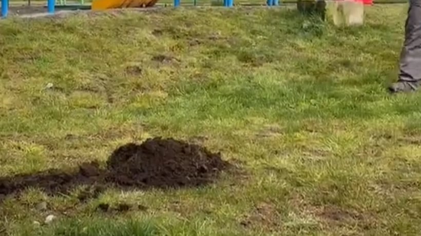 Castro planta 5 mil árboles en campaña ambiental