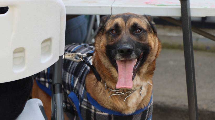 Quillota: invitan a celebrar el Día Mundial del Perro con concurso para los vecinos Quillota: invitan a celebrar el Día Mundial del Perro con concurso para los vecinos