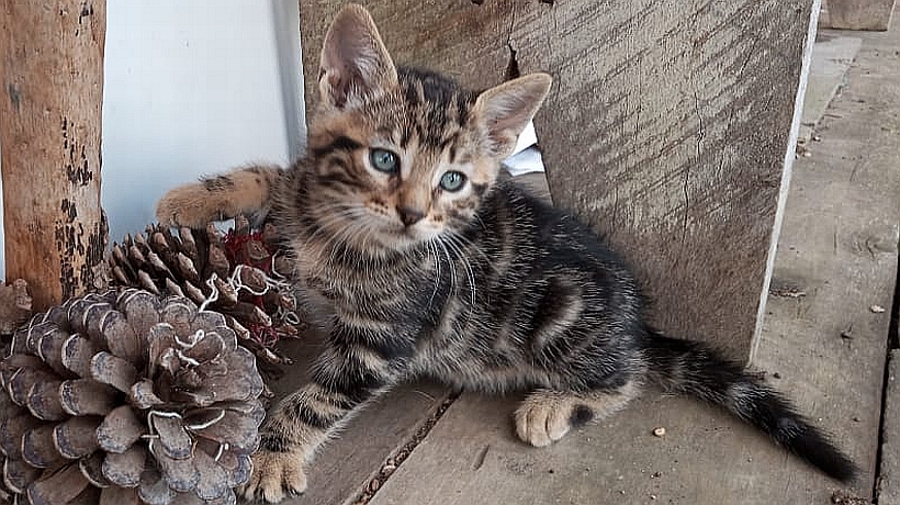 Gatitos y perritos buscan familia en nueva jornada de adopción en Puerto Montt
