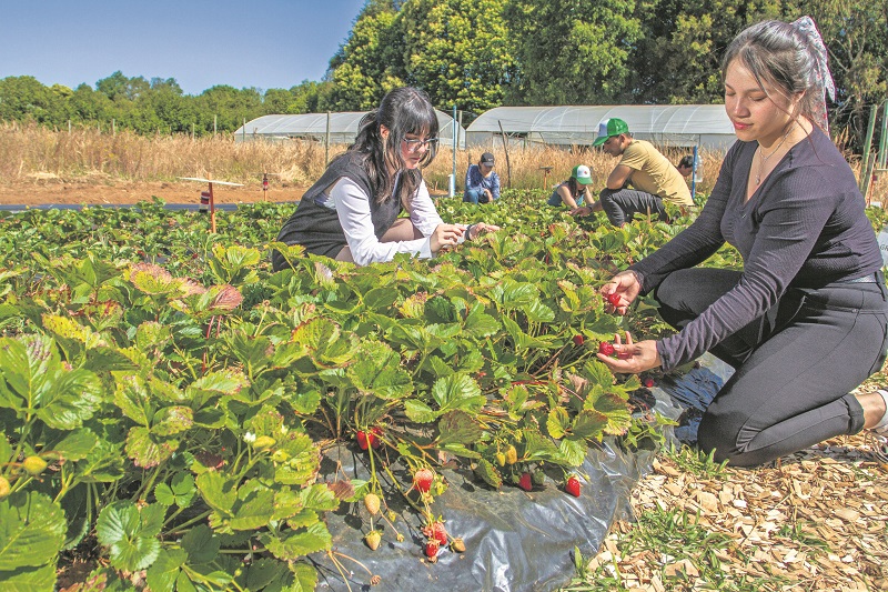 Tres comunas de Los Ríos serán sede de Agroimpacta 2025 Tres comunas de Los Ríos serán sede de Agroimpacta 2025