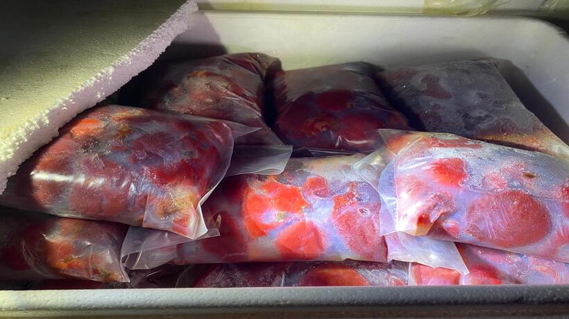 Sernapesca y Carabineros incautan 936 kilos de carne de piure en Ruta 5 Sur a la altura de Quepe Sernapesca y Carabineros incautan 936 kilos de carne de piure en Ruta 5 Sur a la altura de Quepe