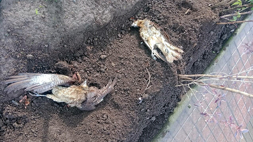 Abren investigación tras hallazgo de aves muertas en plena plaza de Armas de Osorno Abren investigación tras hallazgo de aves muertas en plena plaza de Armas de Osorno