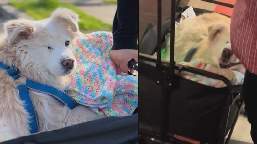 [VIDEO] Denuncian conducta “hostil” contra perrito con movilidad reducida en el Metro de Valparaíso