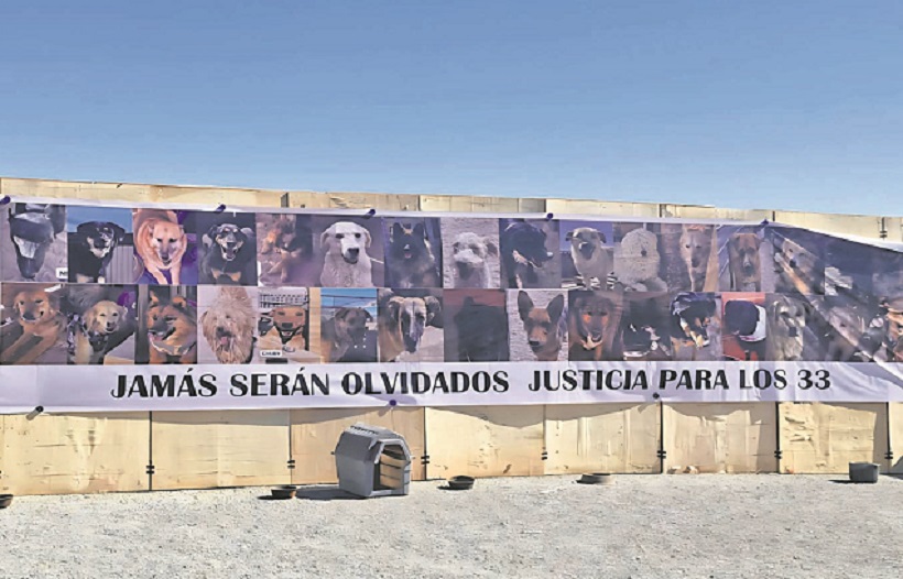 Aún no hay responsables: Un año cumple incendio donde murieron 33 perros en Calama Aún no hay responsables: Un año cumple incendio donde murieron 33 perros en Calama