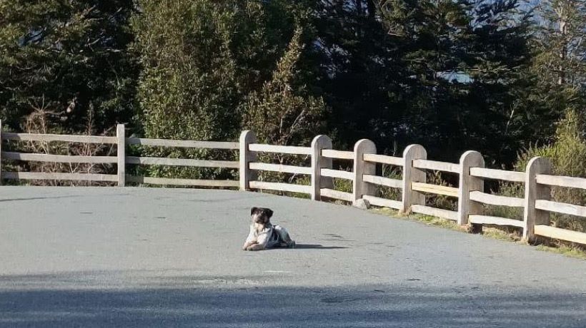 Puerto Varas: Reportan perrito abandonado hace más de tres semanas en sector La Burbuja Puerto Varas: Reportan perrito abandonado hace más de tres semanas en sector La Burbuja