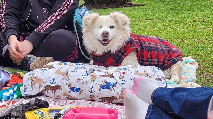 EFE Valparaíso por caso que afectó a perro con movilidad reducida: "Lamentamos el mal momento que tuvo 'Pirata'" EFE Valparaíso por caso que afectó a perro con movilidad reducida: "Lamentamos el mal momento que tuvo 'Pirata'"