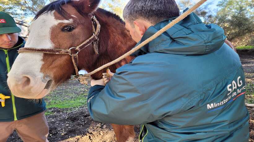 Origen de anemia infecciosa equina en La Araucanía podría deberse a ingreso irregular de caballos desde Argentina Origen de anemia infecciosa equina en La Araucanía podría deberse a ingreso irregular de caballos desde Argentina