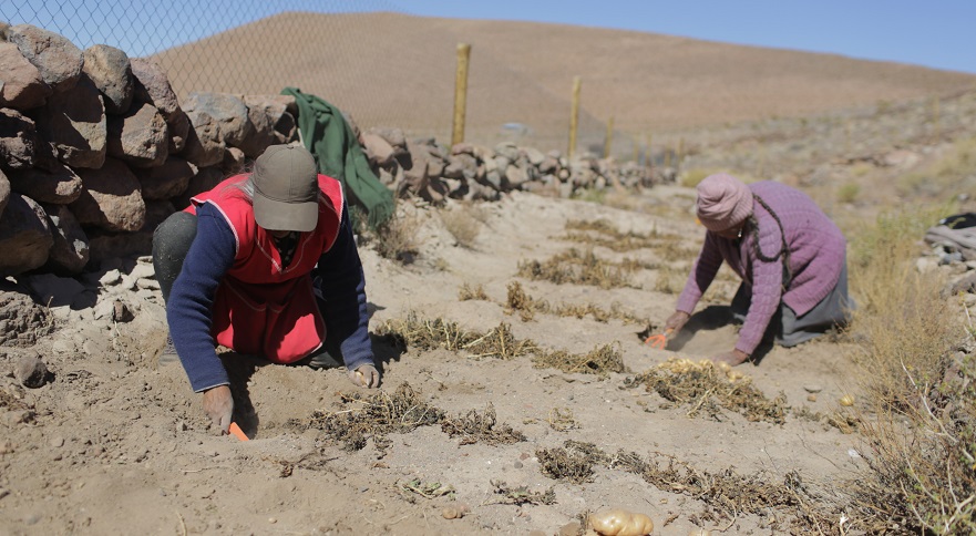Agricultores de la región inician proyectos con apoyo del Fondo Agrícola de Minera El Abra Agricultores de la región inician proyectos con apoyo del Fondo Agrícola de Minera El Abra