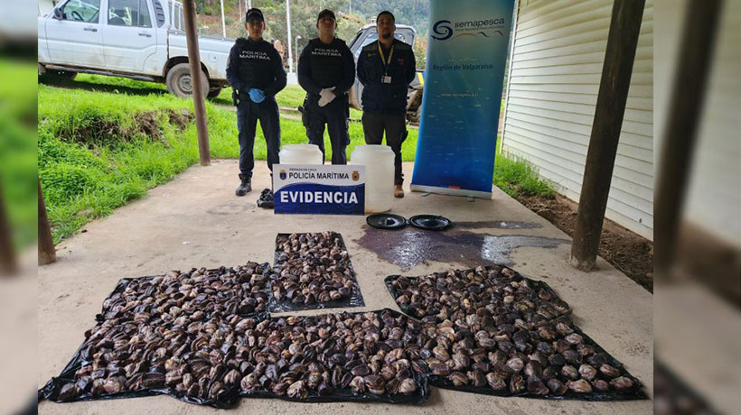 Policía Marítima incautó más de 600 unidades de loco en Juan Fernández Policía Marítima incautó más de 600 unidades de loco en Juan Fernández