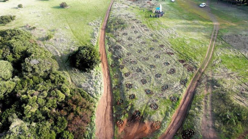 Culminó el proceso de restauración ecológica en el Parque Tumbes en Talcahuano Culminó el proceso de restauración ecológica en el Parque Tumbes en Talcahuano