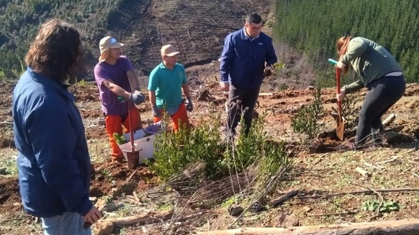 Distribuyen 65 mil plantas para restaurar ecosistemas en Ñuble Distribuyen 65 mil plantas para restaurar ecosistemas en Ñuble