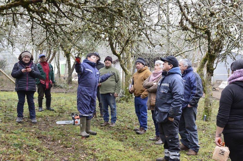 Impulsan la recuperación de quintas de manzanas a través de los programas PDTI y PRODESAL en Valdivia