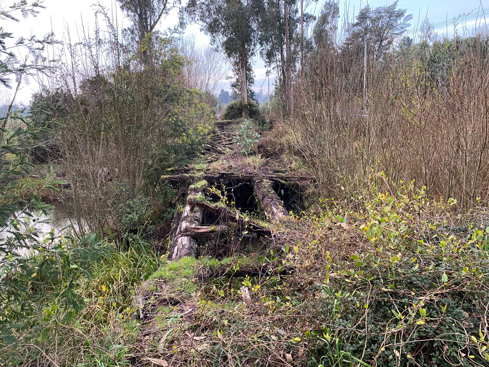MOP anunció reposición de puente Copihual de Pitrufquén
