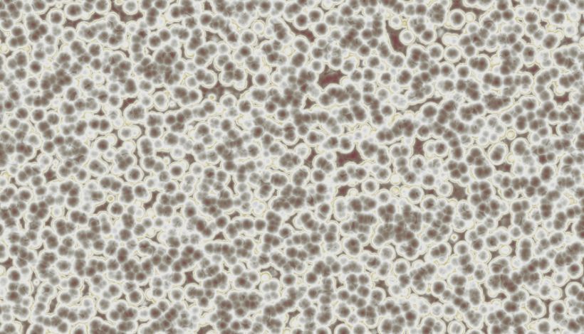 Científico chileno revela bacteria capaz de crear combustible verde