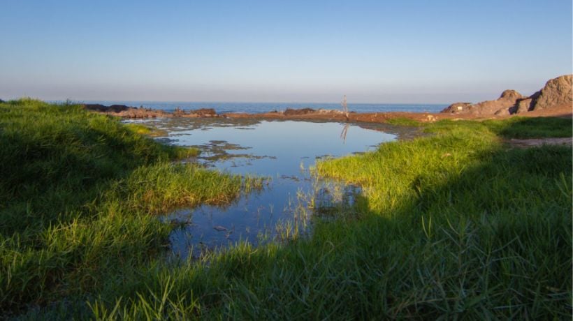 Humedal Urbano de Antofagasta recibe premio internacional y se convierte en un referente de conservación Humedal Urbano de Antofagasta recibe premio internacional y se convierte en un referente de conservación
