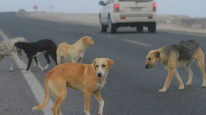 Diputados piden investigar video sobre supuesto faenamiento de perros en sector Costa Laguna de Antofagasta Diputados piden investigar video sobre supuesto faenamiento de perros en sector Costa Laguna de Antofagasta