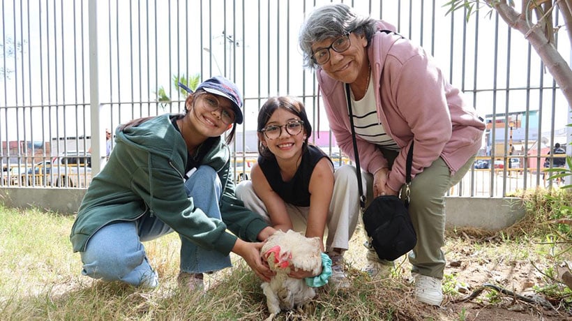Iquique: familia evacuó con su gallina tras alarma de tsunami