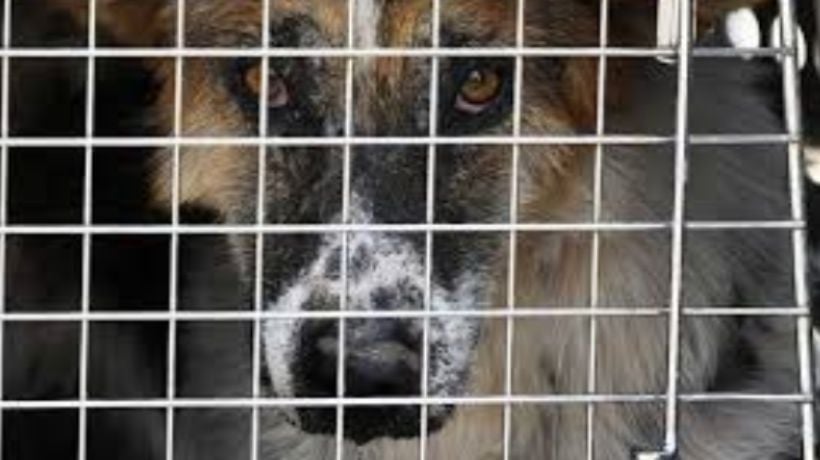 Fiscalía de Antofagasta inicia investigación por denuncias de sustracción y faenamiento de perros Fiscalía de Antofagasta inicia investigación por denuncias de sustracción y faenamiento de perros