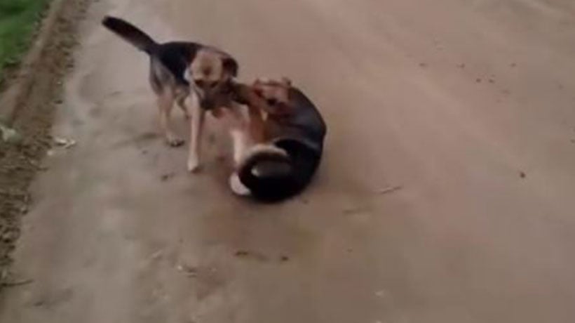 Evacuan a perritos desde Caleta Portales ante amenaza de tsunami en Valparaíso