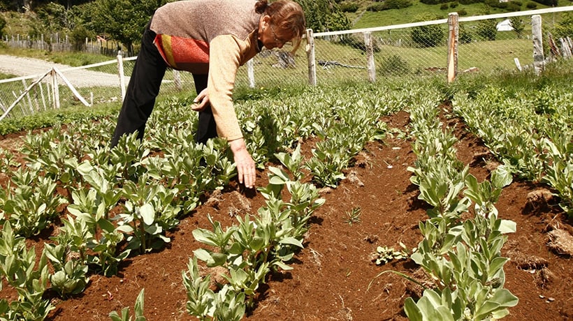 Impulsan la producción sostenible de hortalizas en Osorno