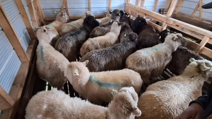 Municipalidad de Castro realiza taller sobre manejo sanitario de ovinos para productores de isla Quehui Municipalidad de Castro realiza taller sobre manejo sanitario de ovinos para productores de isla Quehui