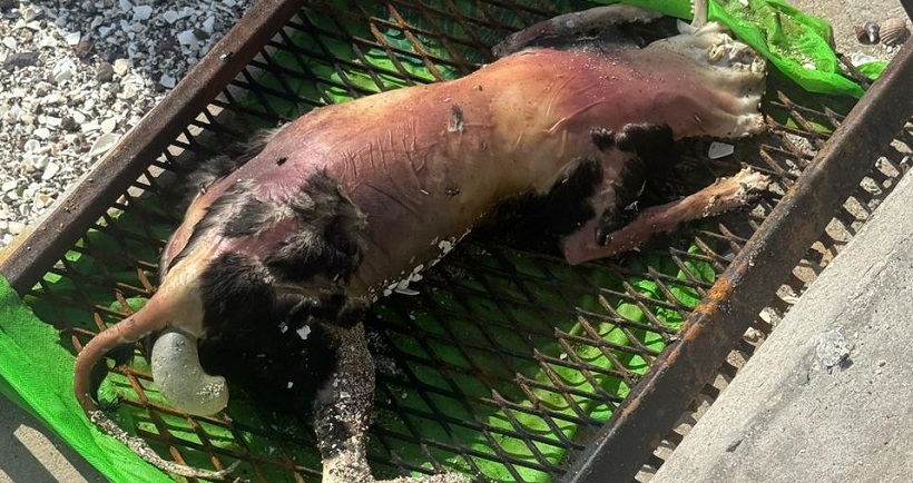 Denuncian hallazgo de perro en una parrilla en sector Balneario Municipal de Antofagasta