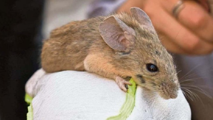 Descubren en Chile bacterias asociadas al ratón orejudo de Darwin que podrían afectar a humanos