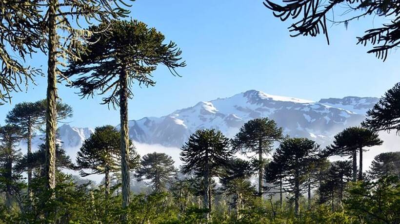 Confirman que no se talarán araucarias en cuestionado proyecto de obras viales en La Araucanía