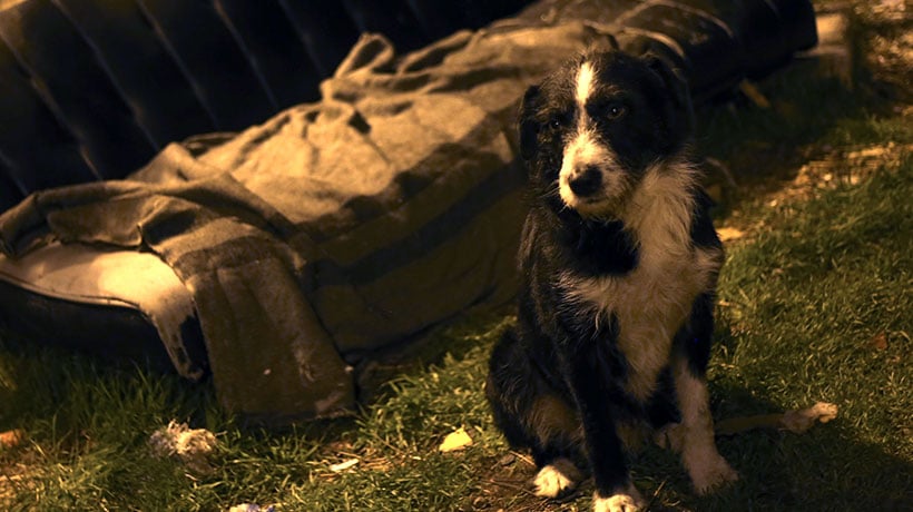 Lanzan campaña solidaria para proteger del frío a perros comunitarios en La Calera