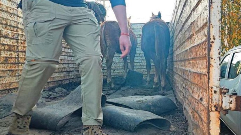 52 detenidos y 133 animales recuperados en Operativos contra el abigeato en Ñuble 52 detenidos y 133 animales recuperados en Operativos contra el abigeato en Ñuble