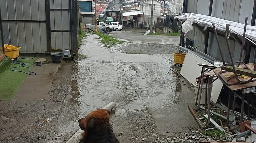 [VIDEO] Talud en trayecto del tren a Puerto Varas estaría presentando filtraciones