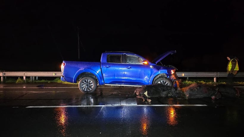 Purranque: lamentan accidente en Ruta 5 e insiste en abordar con urgencia la problemática de los perros asilvestrados Purranque: lamentan accidente en Ruta 5 e insiste en abordar con urgencia la problemática de los perros asilvestrados