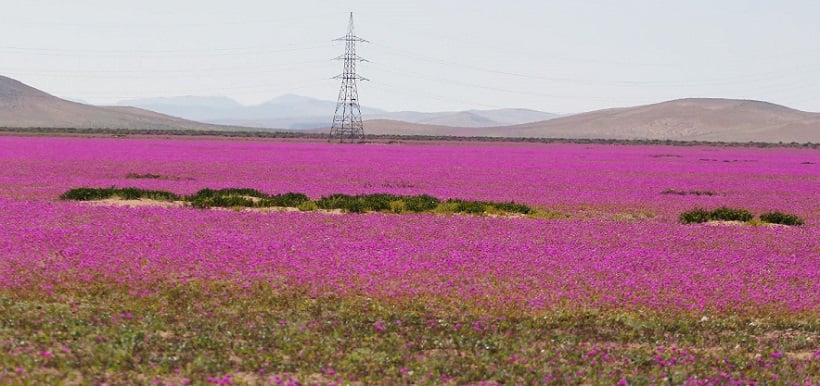 Recientes lluvias hará posible el fenómeno del Desierto Florido 2025 en Atacama