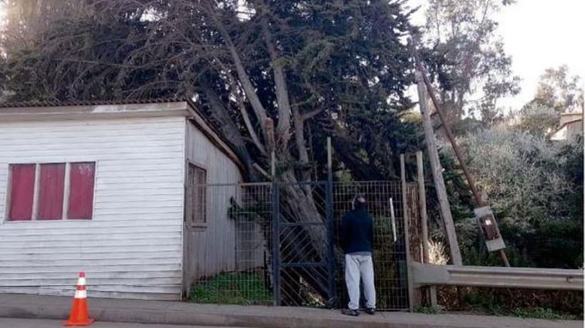 Centenario árbol cayò sobre una casa en la subida a Bellavista durante el temporal Centenario árbol cayò sobre una casa en la subida a Bellavista durante el temporal