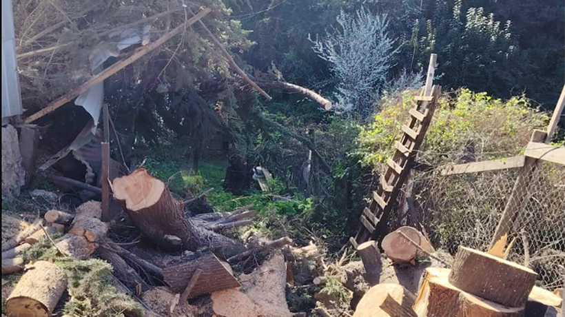 Municipio coordinan rápida respuesta tras caída de árbol en Bellavista