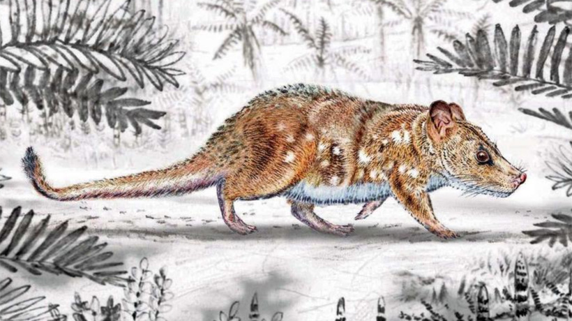Descubren un nuevo mamífero chileno: pesaba 30 gramos y vivió hace 74 millones de años Descubren un nuevo mamífero chileno: pesaba 30 gramos y vivió hace 74 millones de años
