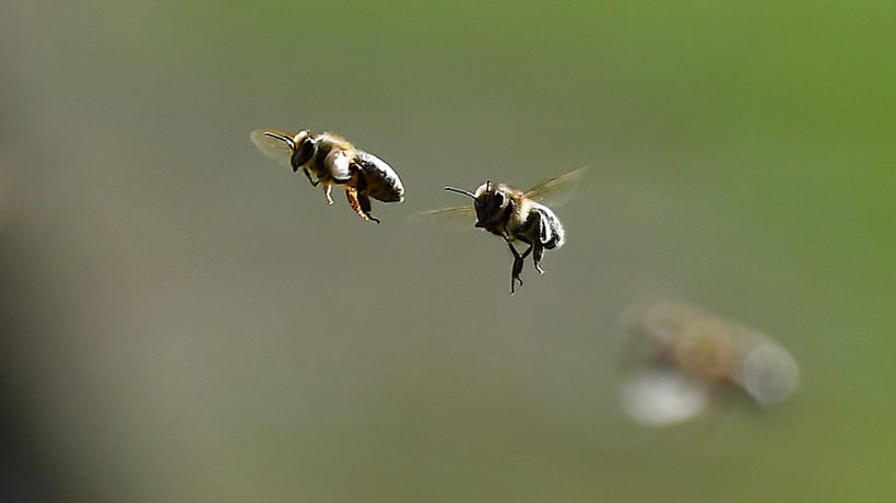 Biólogo de la U. de Concepción: "El mejor cuidado a las abejas es que plantemos flores" Biólogo de la U. de Concepción: "El mejor cuidado a las abejas es que plantemos flores"