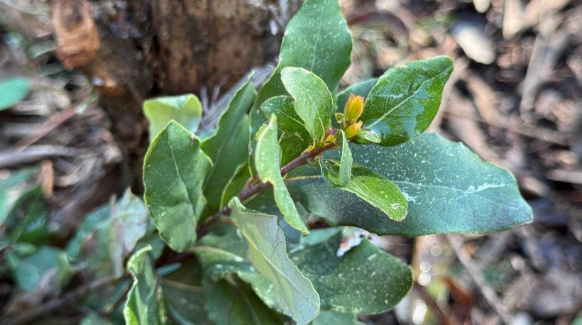 Concepción: plantan 1.400 árboles nativos en el Parque Metropolitano Cerro Caracol Concepción: plantan 1.400 árboles nativos en el Parque Metropolitano Cerro Caracol