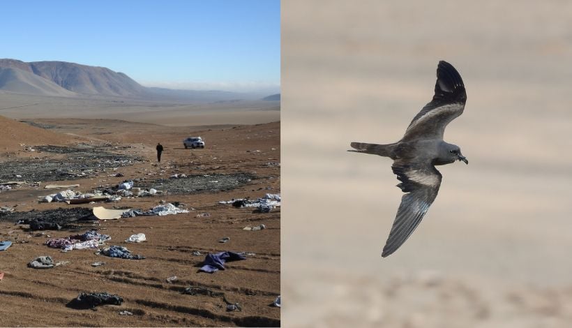 Vertederos ilegales en la región amenazan a ave en peligro de extinción