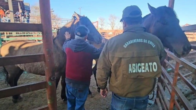 Carabineros detuvo a persona por abigeato y recuperó 2 caballares en Bulnes Carabineros detuvo a persona por abigeato y recuperó 2 caballares en Bulnes