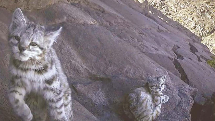 Captan a ejemplares de gato andino y su cría en Cordillera del Melón: "Fue una gran sorpresa” Captan a ejemplares de gato andino y su cría en Cordillera del Melón: "Fue una gran sorpresa”