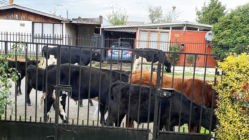 Preocupa frecuente presencia de ganado suelto en Rahue Alto