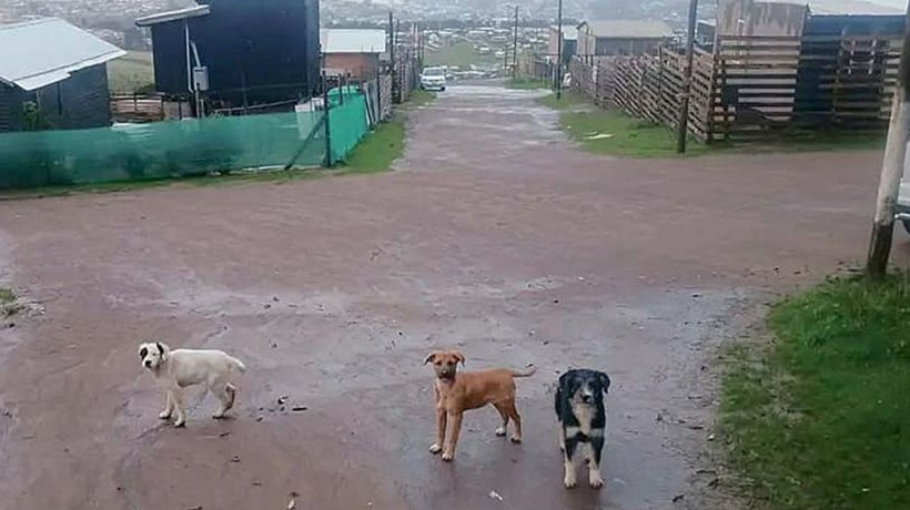 Sujeto le propinó brutal golpiza a su pareja: la dejó con graves lesiones Sujeto le propinó brutal golpiza a su pareja: la dejó con graves lesiones