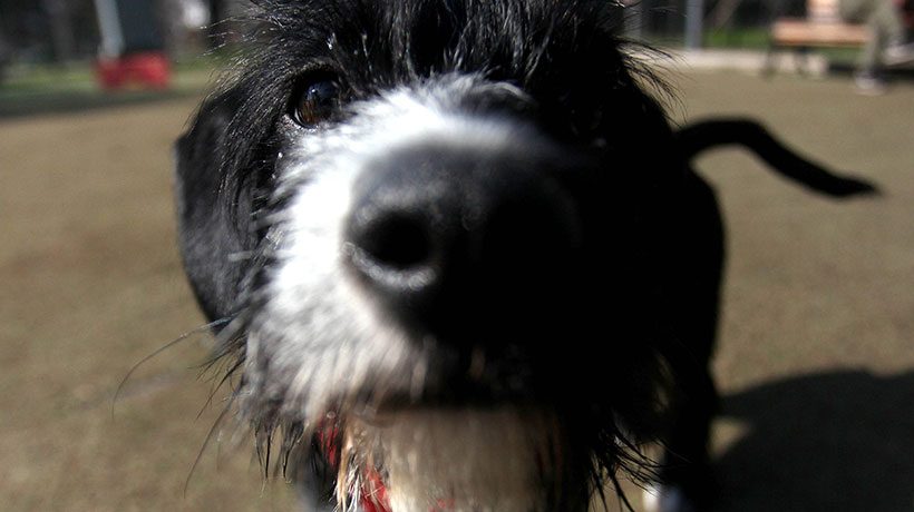 Ante aumento de casos de distemper en perros de Nogales: conoce algunas medidas preventivas