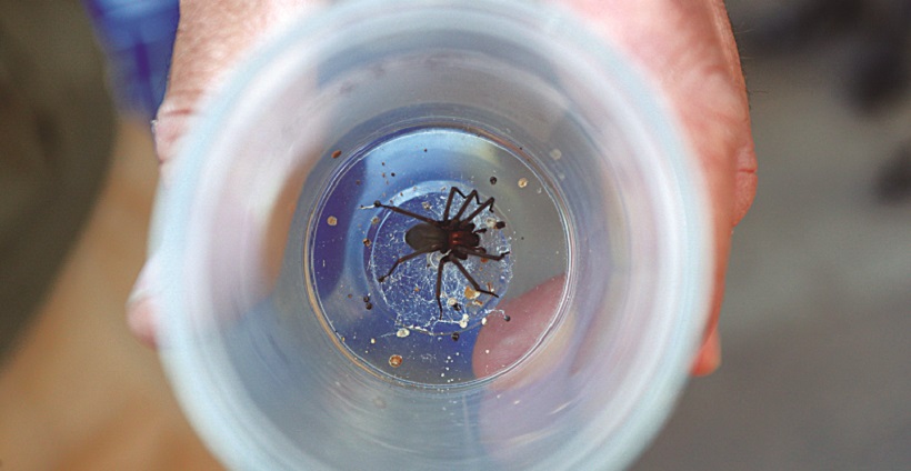 Mortal ‘picadura’ de araña: demandan a municipio por supuesto mal diagnóstico a paciente en SAR Coviefi